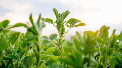 gea farm technologies greener pastures for dairy farming