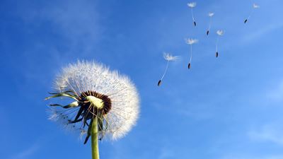 Dandelion, clean air
