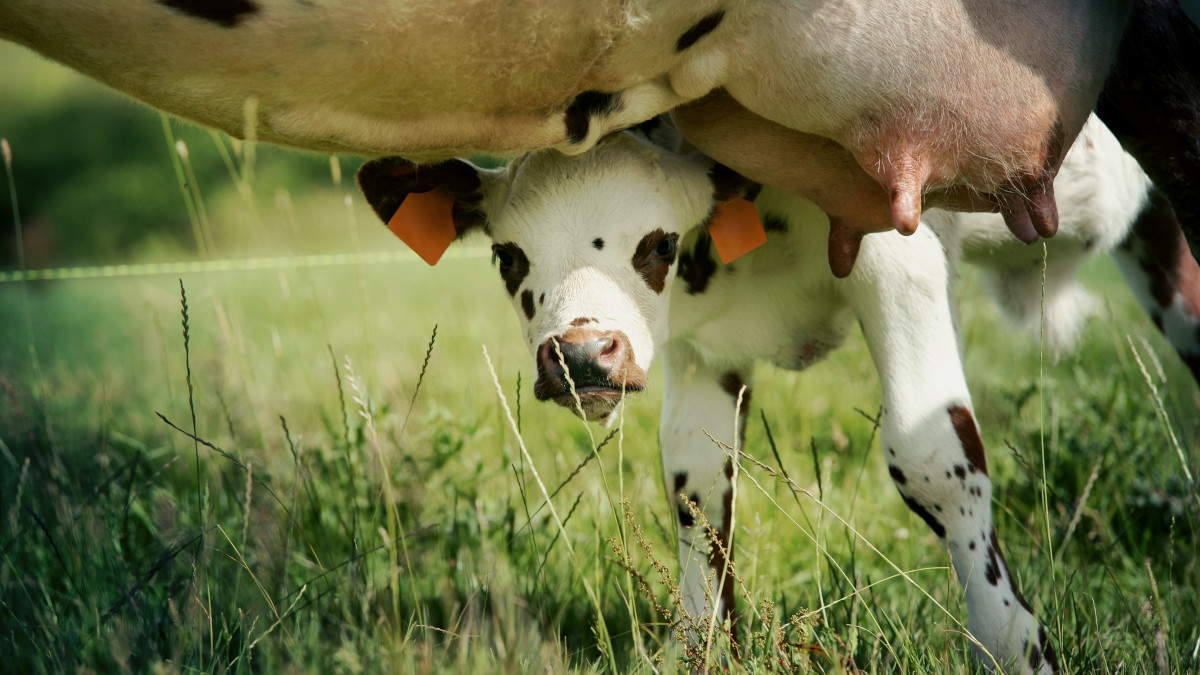 Photo: The new herd management function GEA AutoDry follows nature's example and optimally prepares cows for drying off. (Picture: GEA)