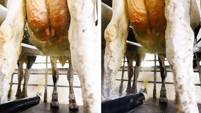 Udder Mister Teat Dip Sprayer