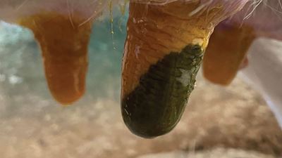 Velocity Gold Teat Dip