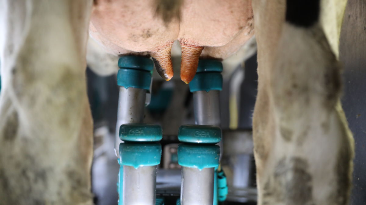 Milking udder