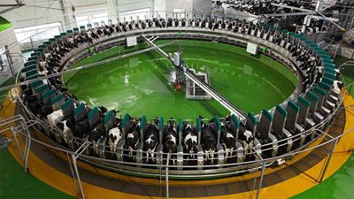 DairyProQ
