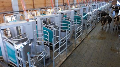 DairyRobot R9650, batch milking setup , subway solution