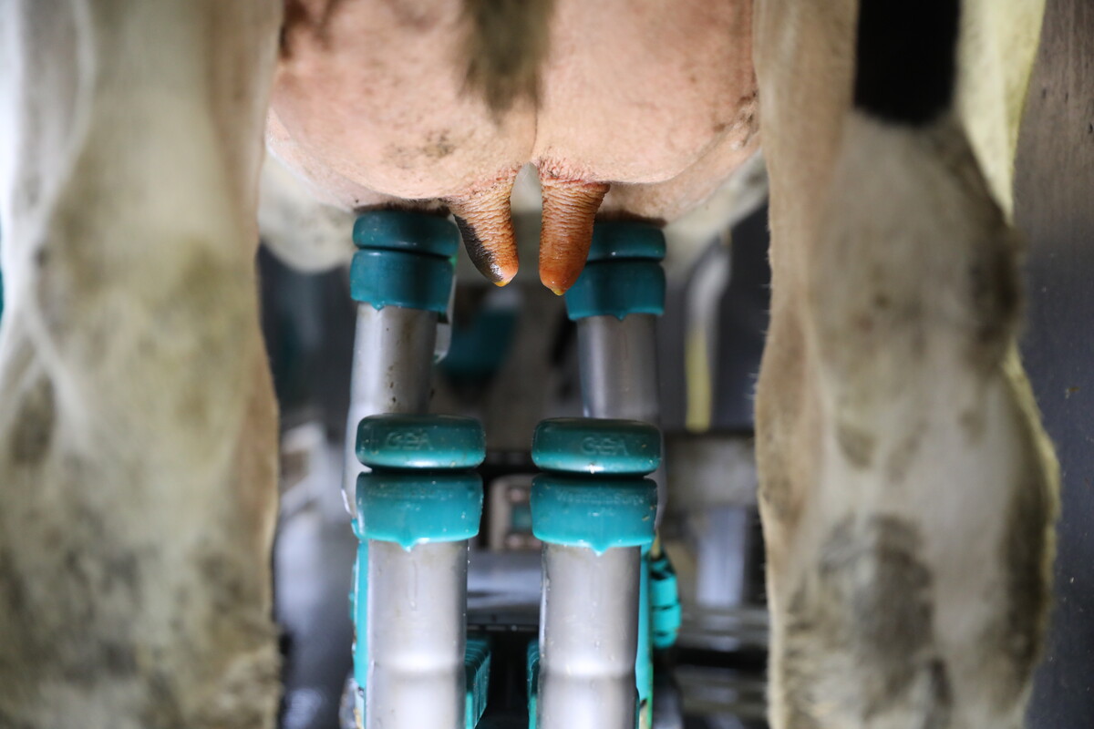 Milking, AMS, 