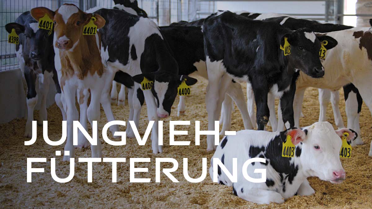 Jungviehfütterung