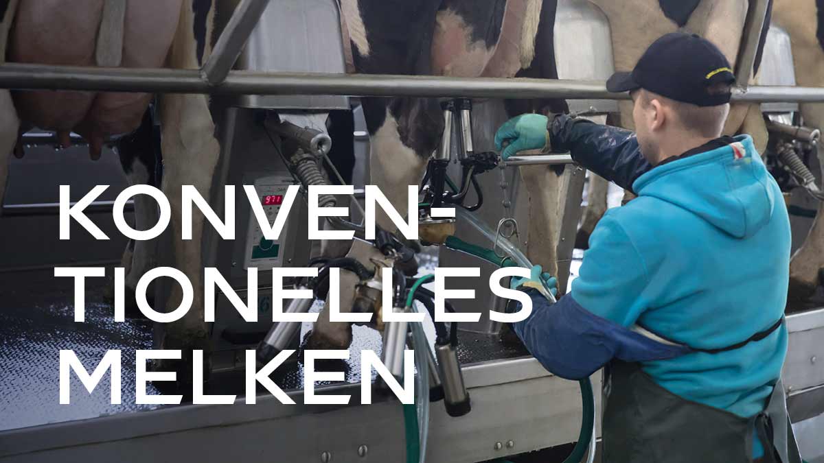 Konventionelles Melken