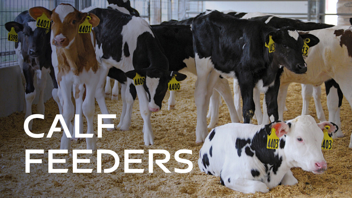 Calf Feeders