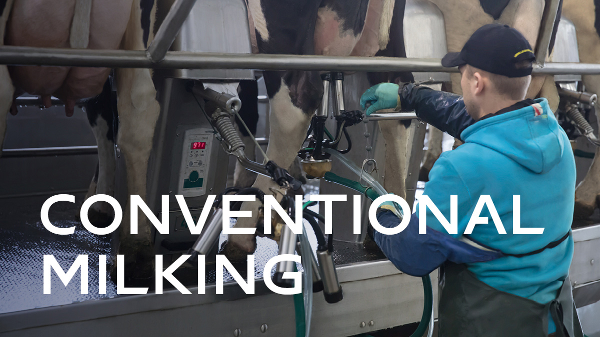 Conventional Milking - Dairy Farming 