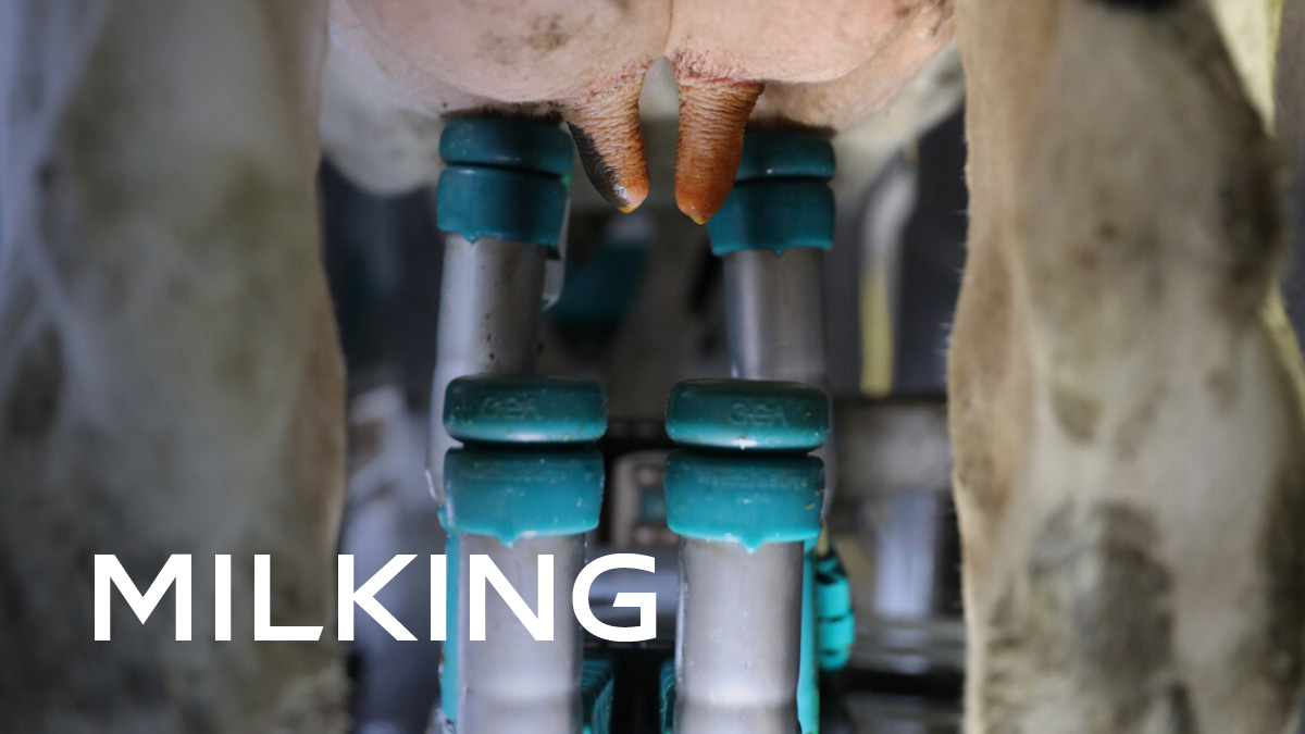 Milking