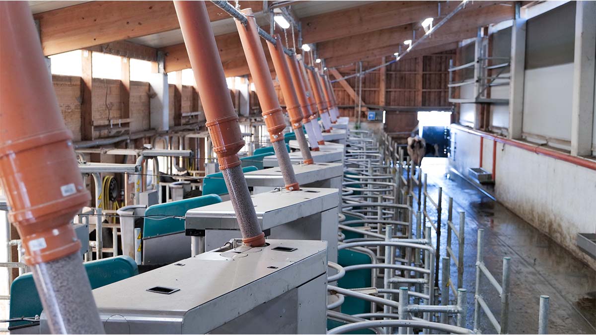 DairyRobot R9650, batch milking, ams, automatic group milking