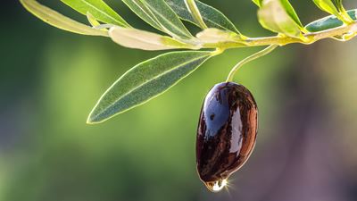 Olive oil recovery