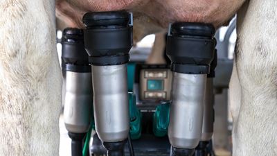 Better Milk Harvest - GEA Milking Robots