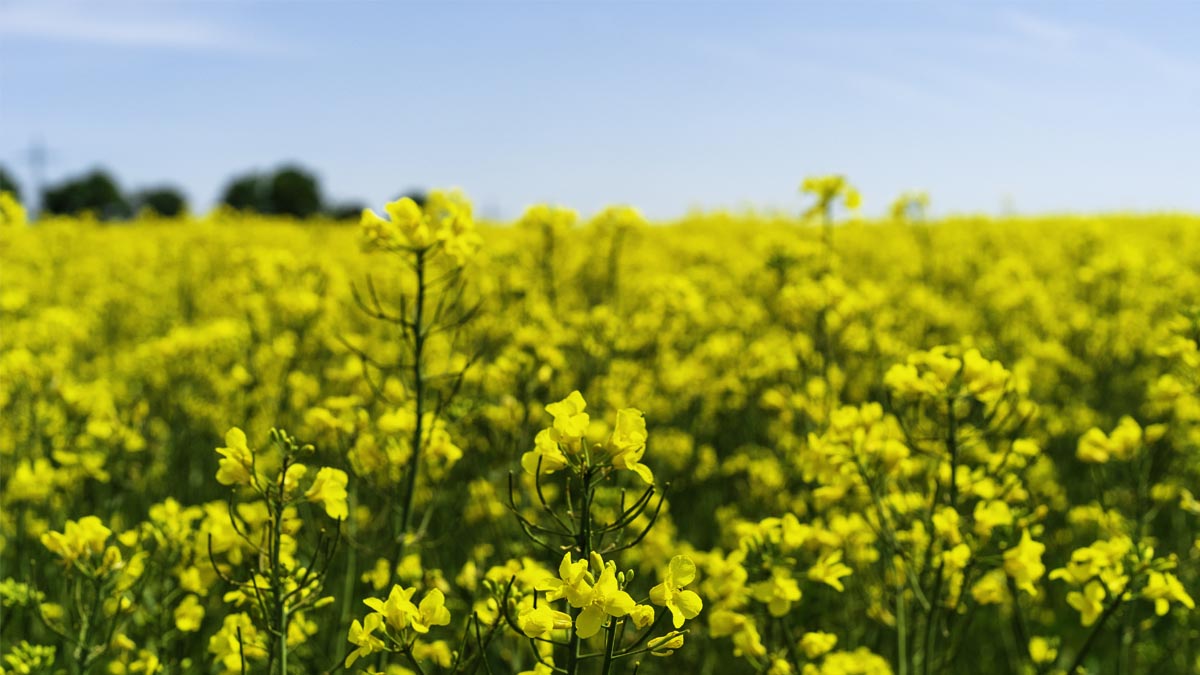 Biofuels