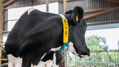 GEA CowScout