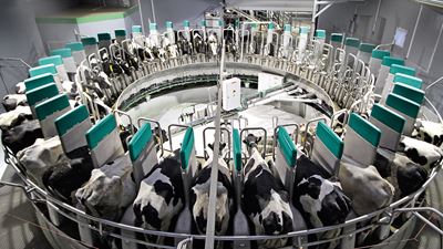 GEA DairyProQ – automatisches Melkkarussell für Herden ab 600 Tieren