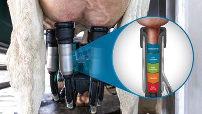 Robotermelkeinheit am Euter einer Milchkuh