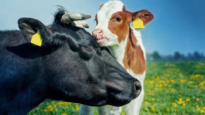 Wähle den natürlichen Weg