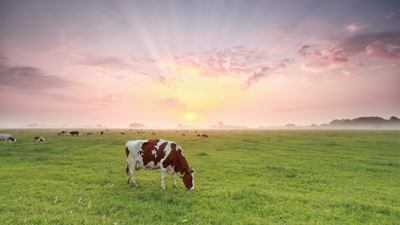 Gesundheitsrisiken in der Trockenstehphase reduzieren