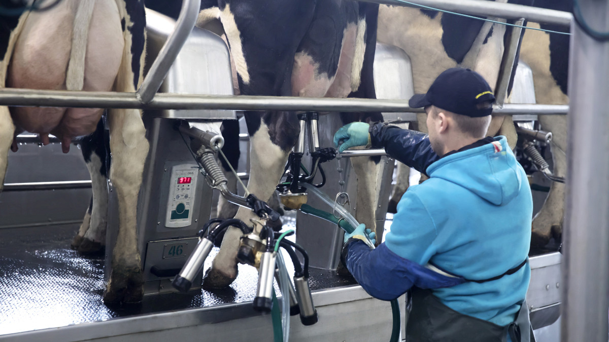 Patented algorithm for early milking cluster removal