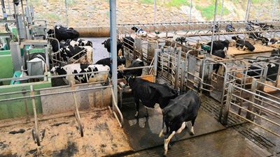 Supporting the visionaries of sustainable milk production
