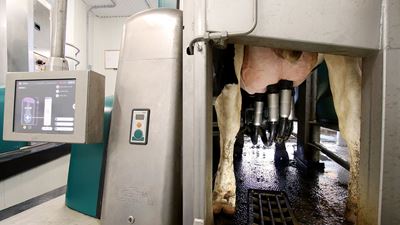 AHE Dairy GEA Dairy Robot R9500 in operation