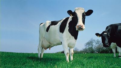 cow