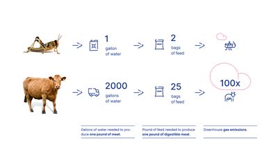 Sustainable food alternatives