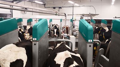 Wohlfühlklima vom Laufstall bis zum Melkkarussell: Wie eine tschechische Genossenschaft zum Vorbild wird