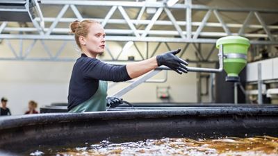 Die Insektenrevolution: Zu schwer zu schlucken? – Fischmehl