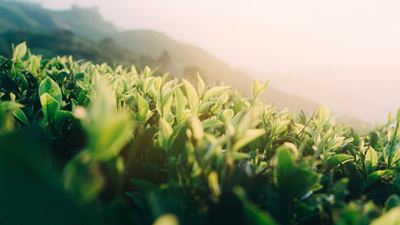 Teezeit - Teeplantage