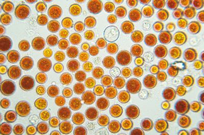 Haematococcus Algae