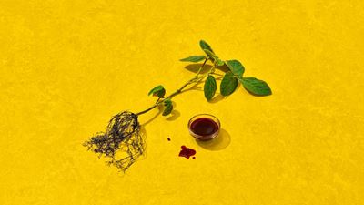Die Fermentation ermöglicht die effiziente Herstellung von Sojahäm (Leghämoglobin), das zunehmend in der industriellen Lebensmittelproduktion eingesetzt wird