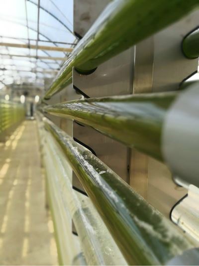 Röhren-Photobioreaktoren produzieren Mikroalgen in der SABANA R&D Demonstrationsanlage, IFAPA Forschungszentrum, Almeria, Spanien. Mit freundlicher Genehmigung: SABANA