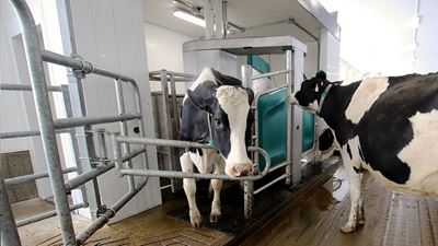 Seit ihrem Einzug in den neuen Stall am 3. November 2020 haben die Kühe von einem niedrigen 30-Liter-Durchschnitt über einen hohen 30-Liter-Durchschnitt auf ihren derzeitigen Durchschnitt von 40 Litern zugelegt. Die Anzahl somatischer Zellen (SCC) hat sich verbessert, und es wurden seitdem keine Kühe mehr wegen Entzündung des Euters behandelt.