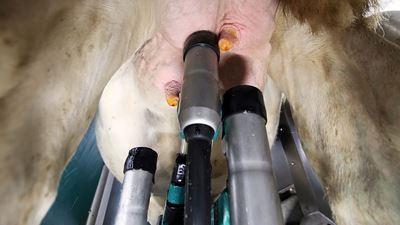 Die bewährte In-Liner Everything Technologie von GEA führt jeden einzelnen Schritt des Melkprozesses – Stimulieren, Reinigen, Vormelken, Melken und Dippen – in nur einem Ansetzvorgang durch. Außerdem erfolgt die Milchanalyse, die Milchmengenmessung und die Abnahme für jedes Euterviertel. Dadurch wird die in den Tank gelangende Milchmenge maximiert, ein Übermelken der einzelnen Zitzen verhindert und ein vollständiges Ausmelken aller vier Viertel ermöglicht.