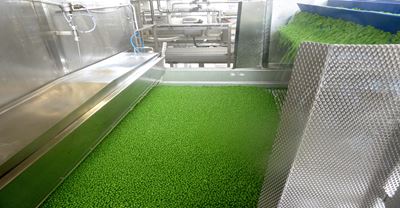  Tunnel freezer processing peas