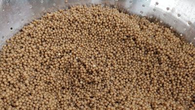 Immobilized, non-GMO microorganisms are contained in a type of fixed bed through which the juice passes. They feed on the juice and the enzymes within the microorganisms, converting the sugar into dietary fiber. GEA is to develop, construct and put into operation a bioreactor skid for the enzymatic sugar-reduction process. Image: Better Juice