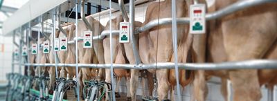 DairyMilk M6700