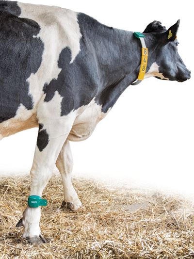 GEA CowScout
