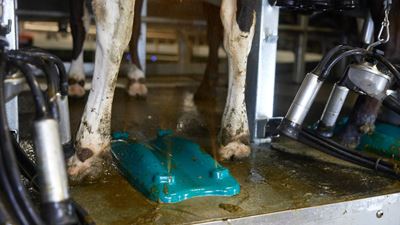 乳头喷雾在挤奶完成后立即进行