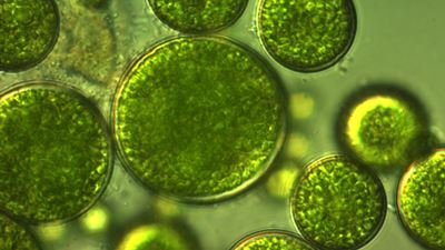 Unlocking algae’s potential in the age of alternatives