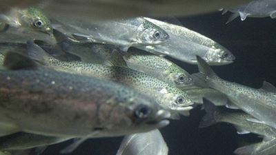 Wertschöpfung aus Abfallstoffen der landbasierten Aquakultur 