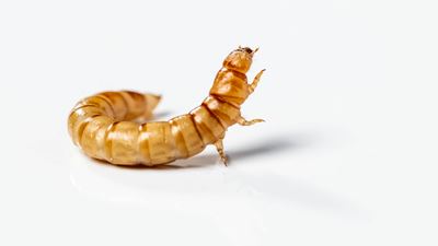 GEA Superfood
