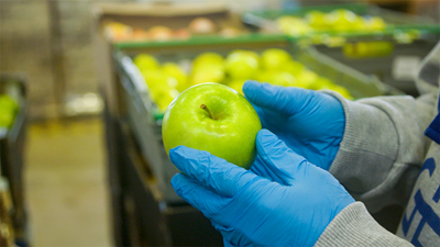 Die noble Aufgabe, unverkäufliches Obst zu retten  