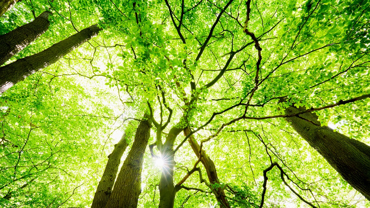 Global Warming Potential (GWP)