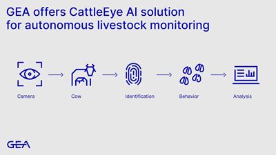 Cattle Eye