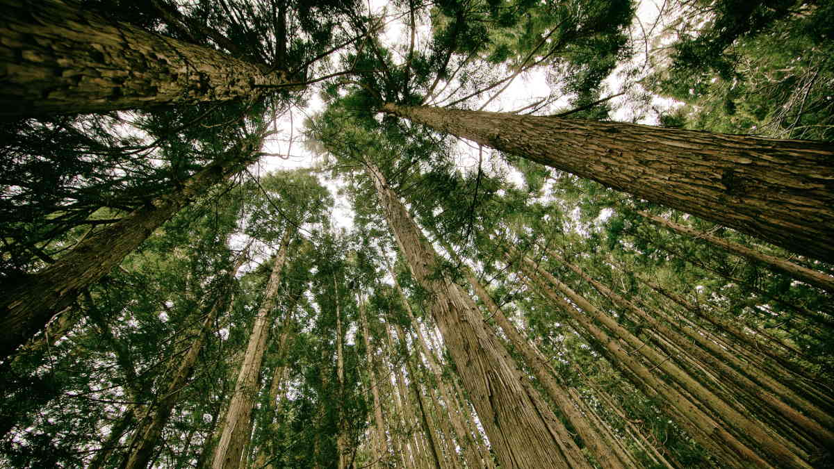 3. It reduces your carbon footprint