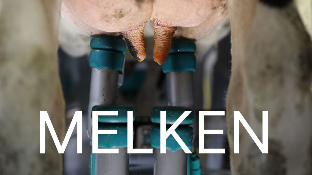 DairyNet - Modul Melken