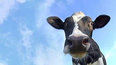 DairyNet - Module Milking
